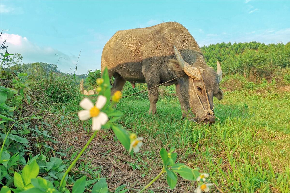 母牛子宫炎打什么药最好,母牛子宫炎用什么药最好