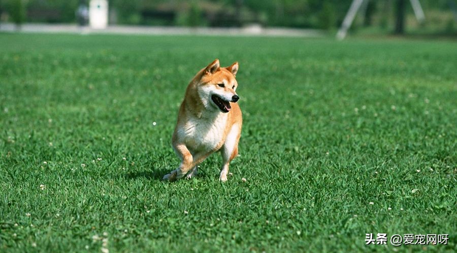 柴犬是一种什么样的狗,每天了解一种动物