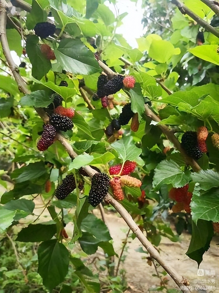 门外那棵野桑树——诚品上院小区（作者：李超）