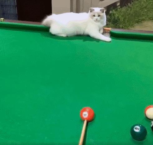 毕业季即将来临,毕业季小猫