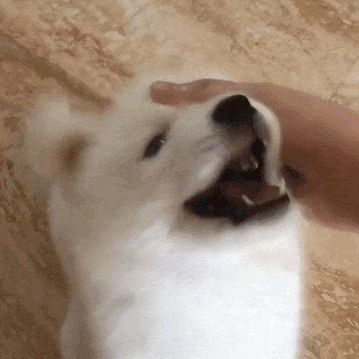 笑死！狗子1个蛋上被蚊子咬了8个包，成巨蛋小子了！