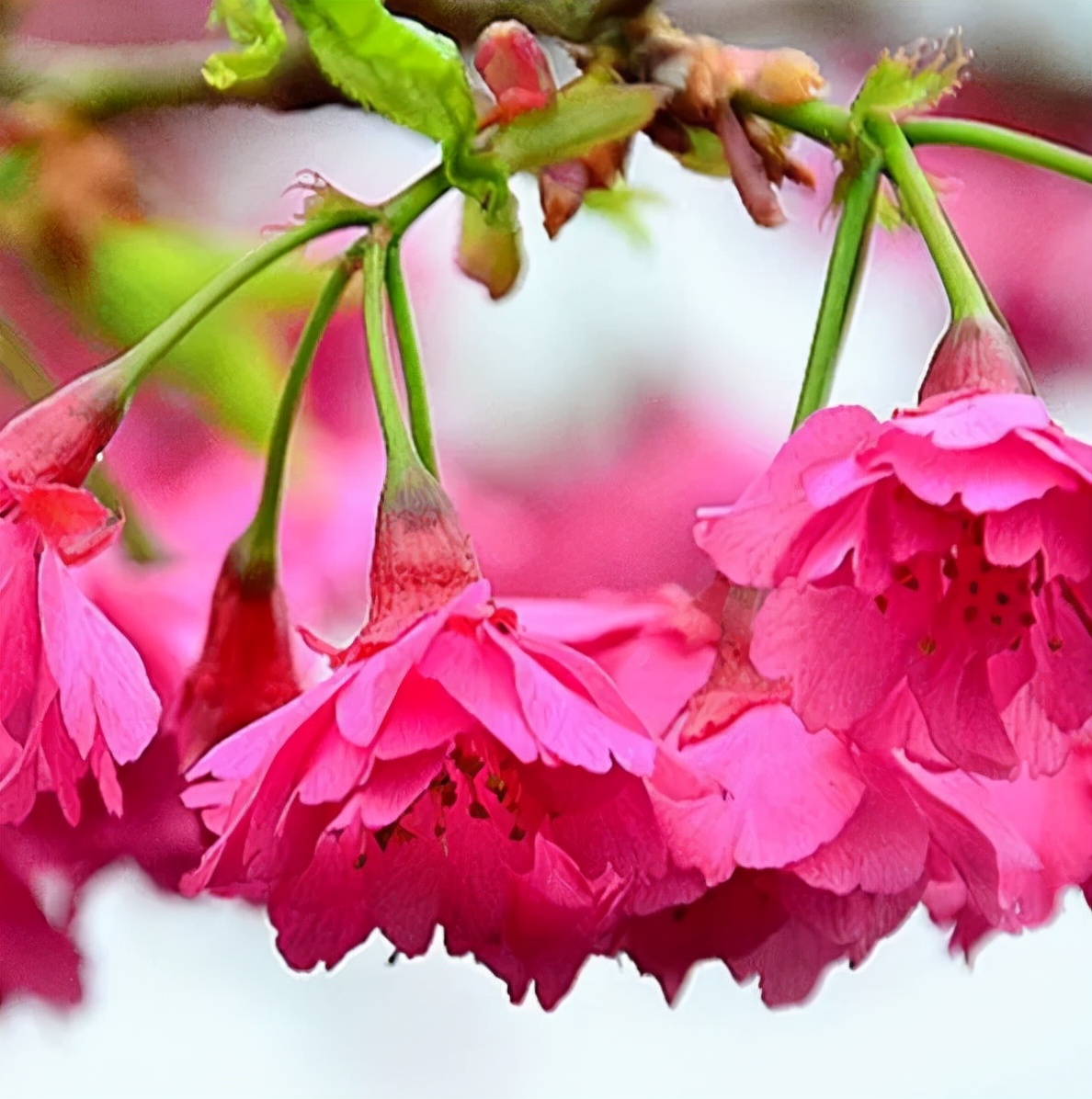 初春河津樱花图片大全,河津樱花品种大全