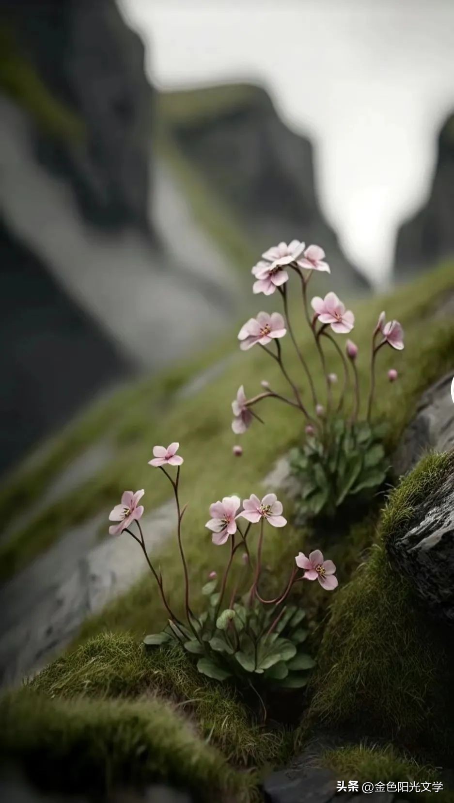 懂交通规则的动物,懂交规的狗