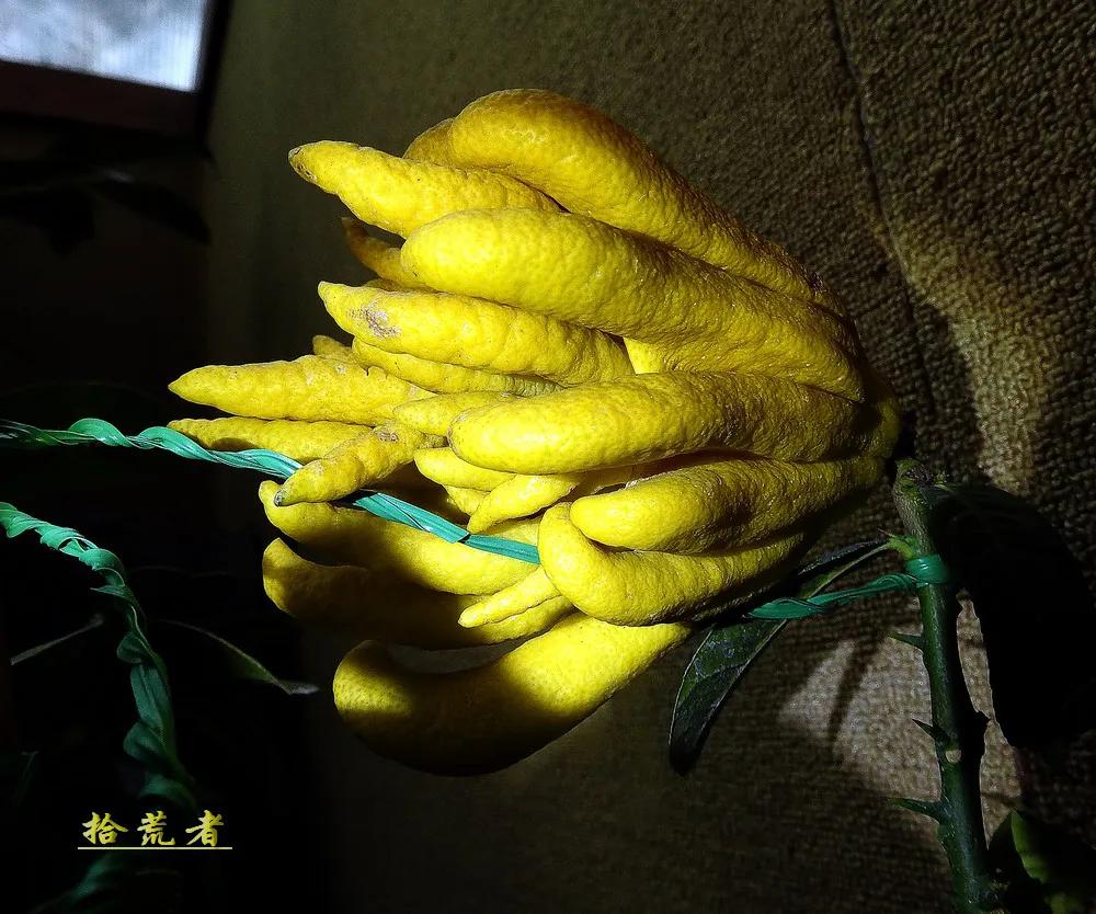 世界各国最漂亮的佛手植物图片,佛手是观花植物吗图片