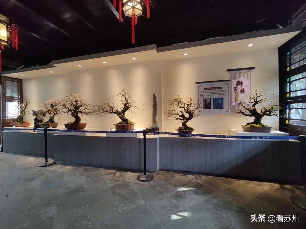 苏州赏梅最好的免费地方,二月初苏州腊梅