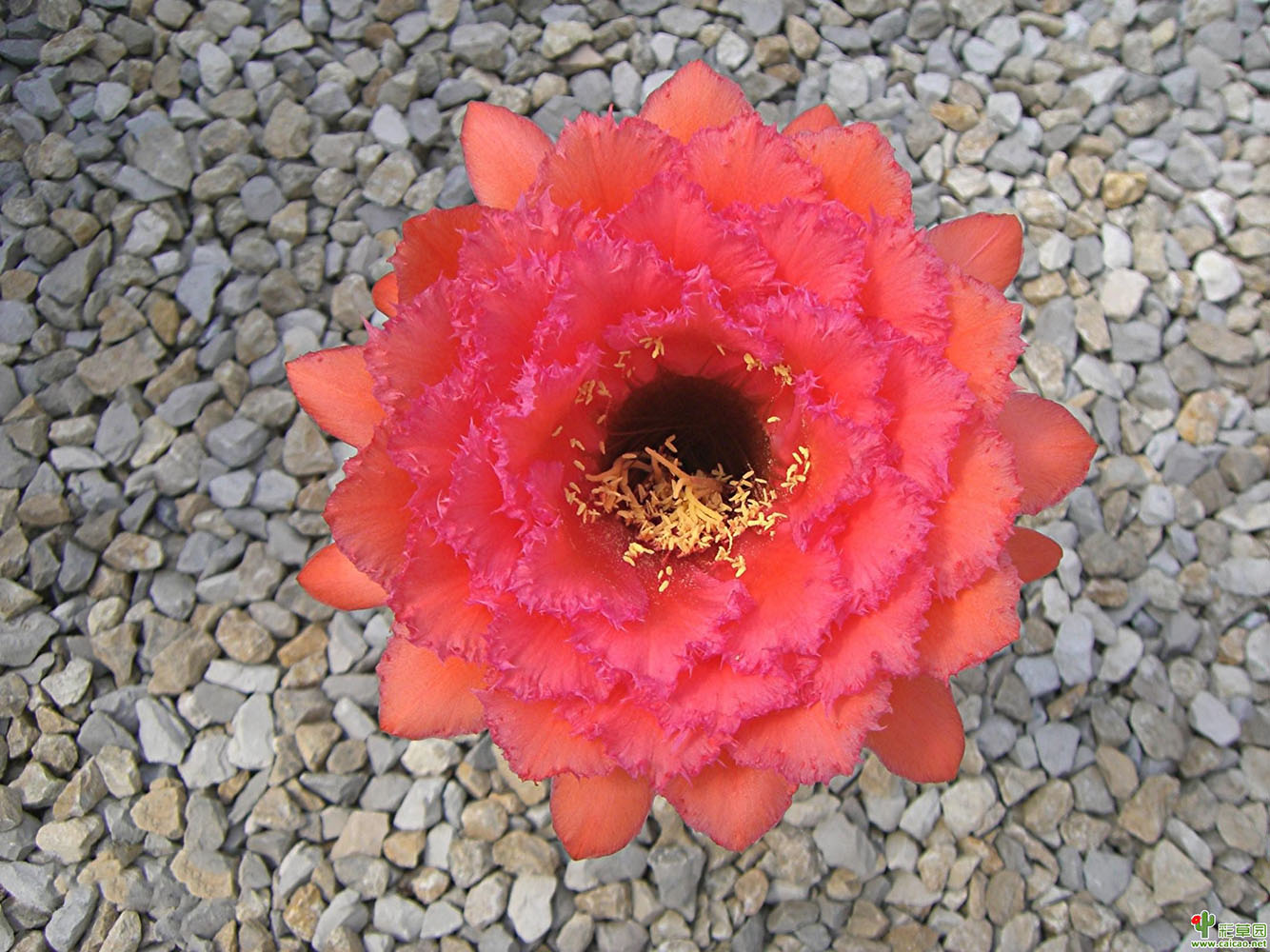 毛花柱仙人球品种大全,顶级精品仙人球花