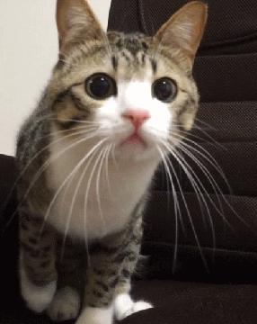 猫出现这个行为要注意什么,千万别忽略猫的这4种反常行为