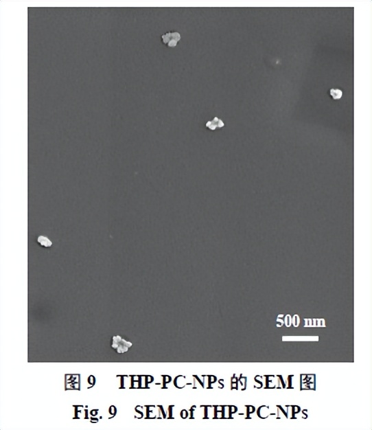 延胡索乙素磷脂复合物及其固体分散体、油制剂、纳米混悬剂的制备