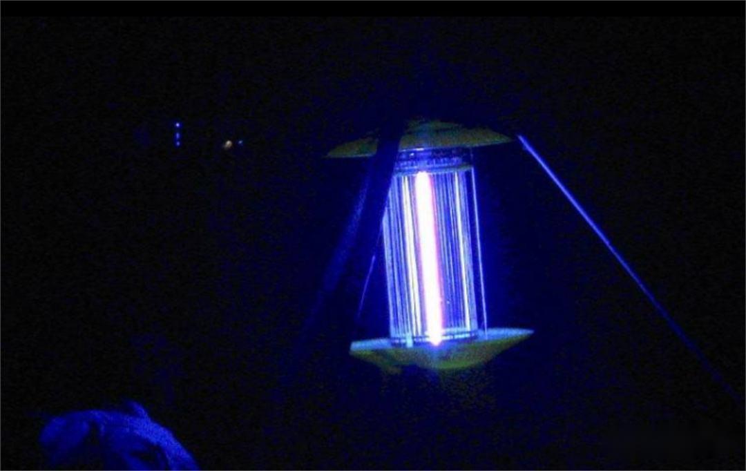 阳彩臂金龟已经灭绝了吗,阳彩臂金龟真的灭绝了没