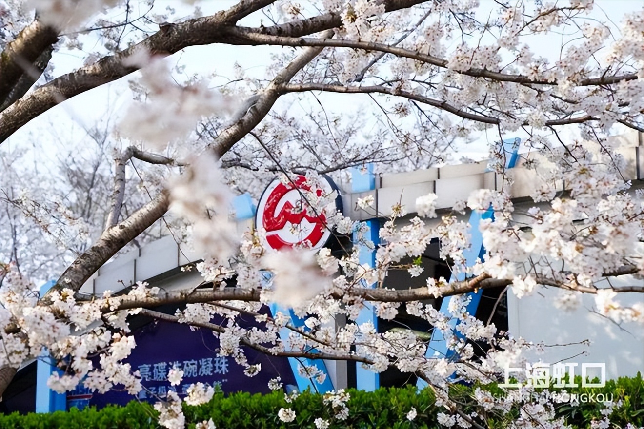 虹口又上热搜啦！这次是因为它→