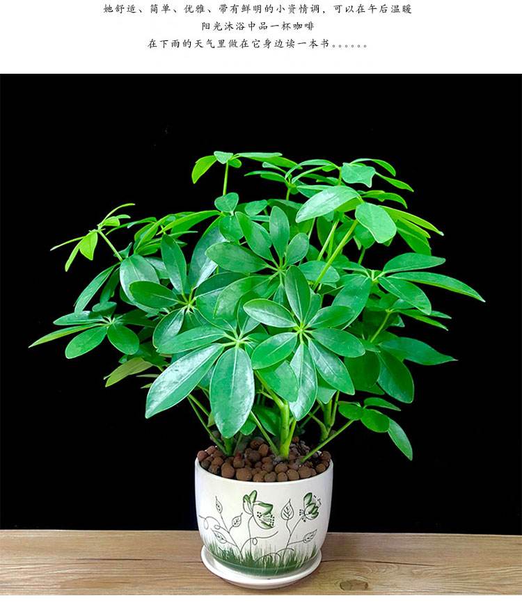 家里甲醛超标植物会怎样,家里吸甲醛最好的植物