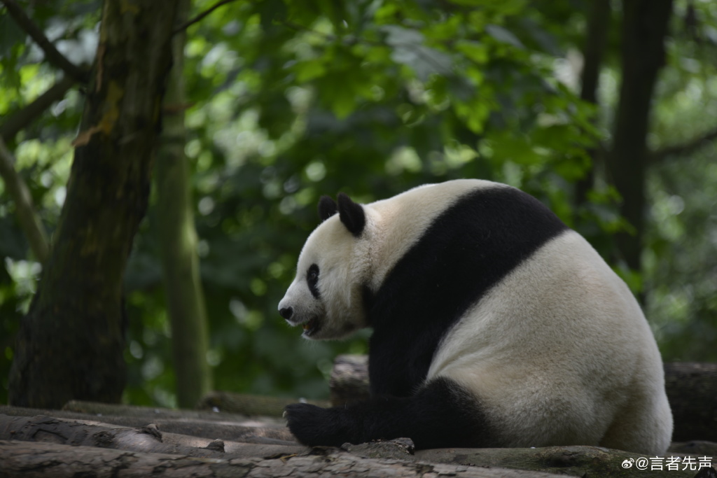 不高的高高和他不白的老婆白云——91年出生的童颜女神大熊猫白云