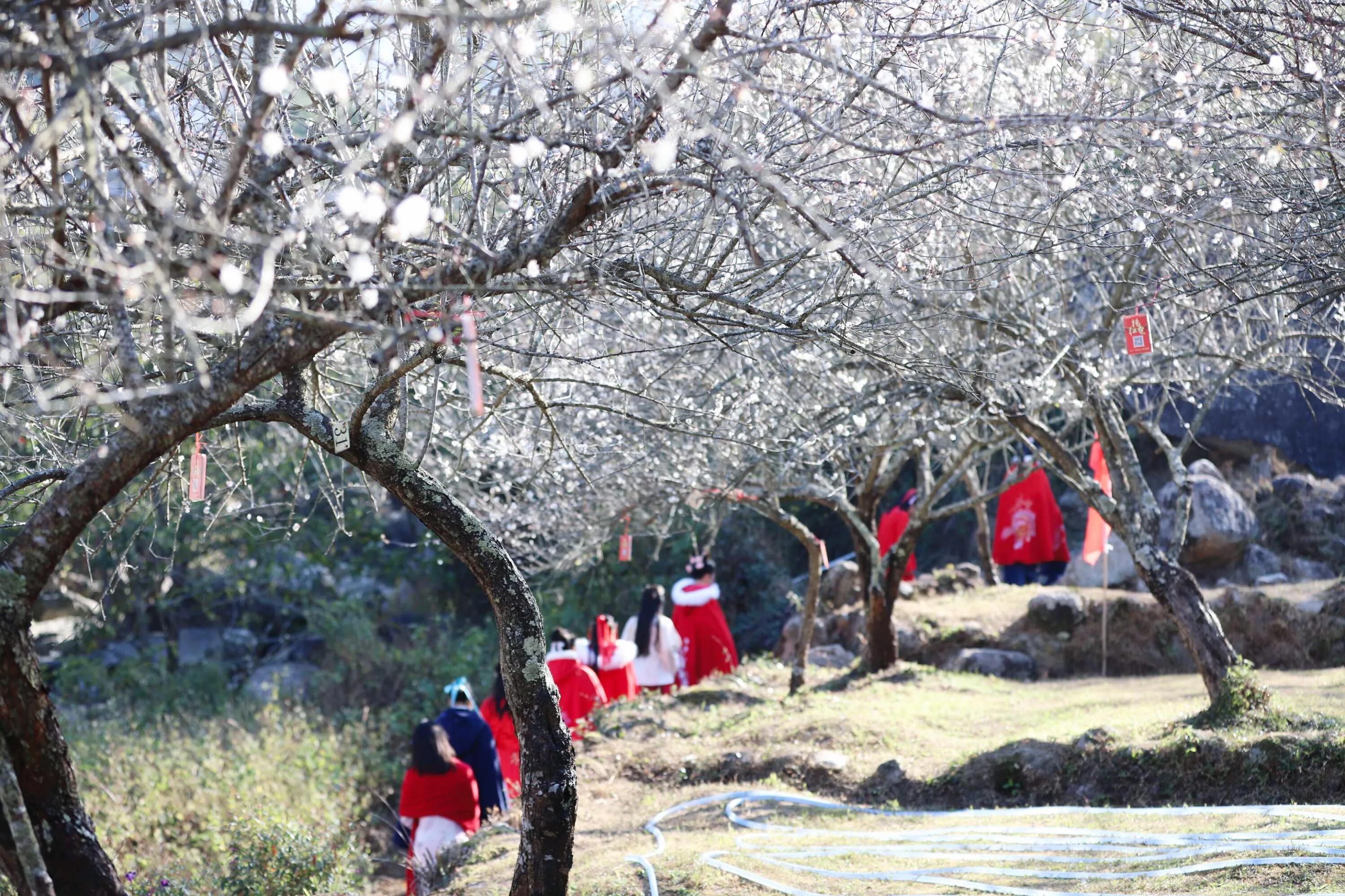 白梅蕴含的品格,白梅寓意