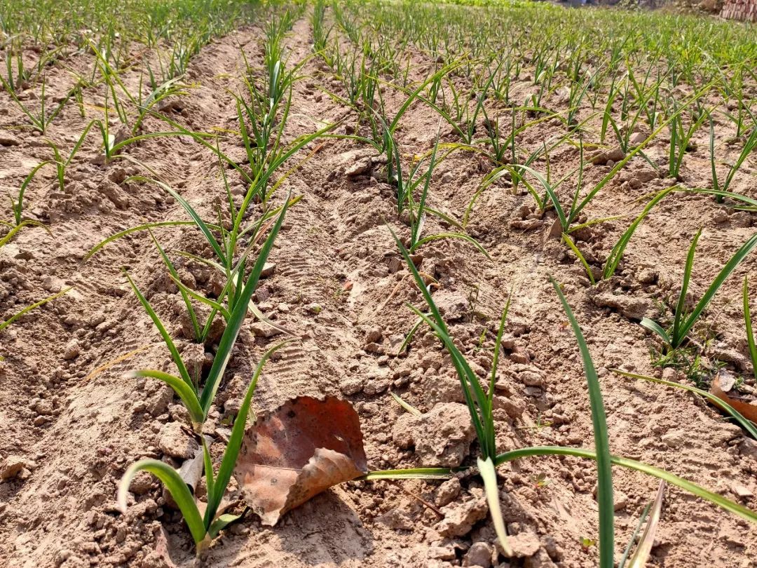 蒜蛆如何快速根治,蒜蛆防治