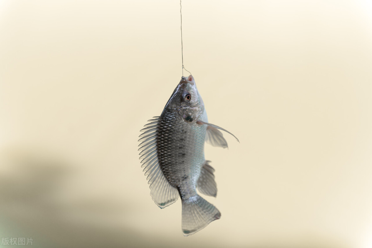 世界水产业重点科研培养的淡水鱼类——罗非鱼