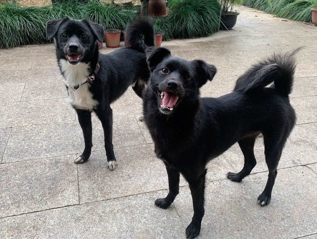 土狗为什么比宠物狗好养,养土狗与养宠物狗有什么区别