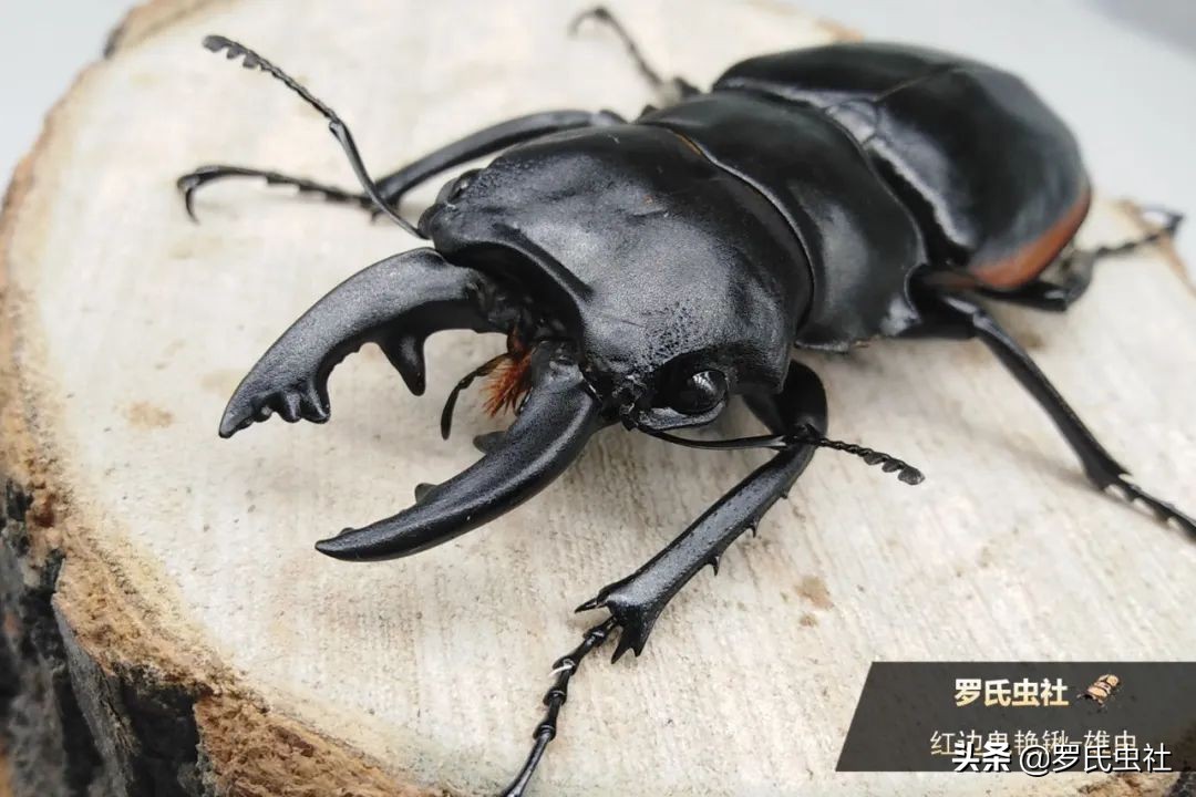 2022年第07期：闲话兜锹，上海本土锹甲的冷知识！|罗氏虫社