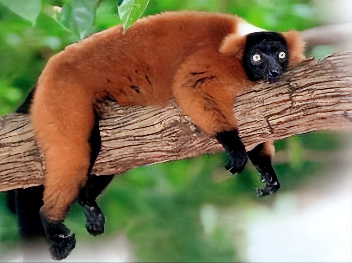 拯救濒临灭绝的红毛狐猴,拯救婆罗洲猩猩