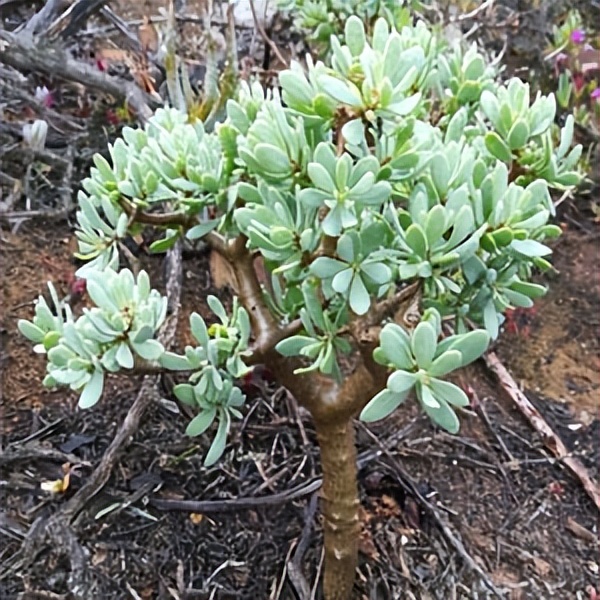 102个大类近500个多肉植物图片，都极其美丽，建议在家中也养一盆