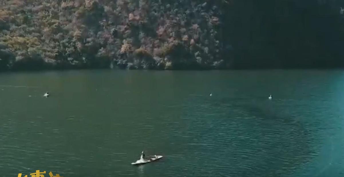 万尾鱼苗离奇失踪,鱼苗死亡鱼苗老板有责任吗