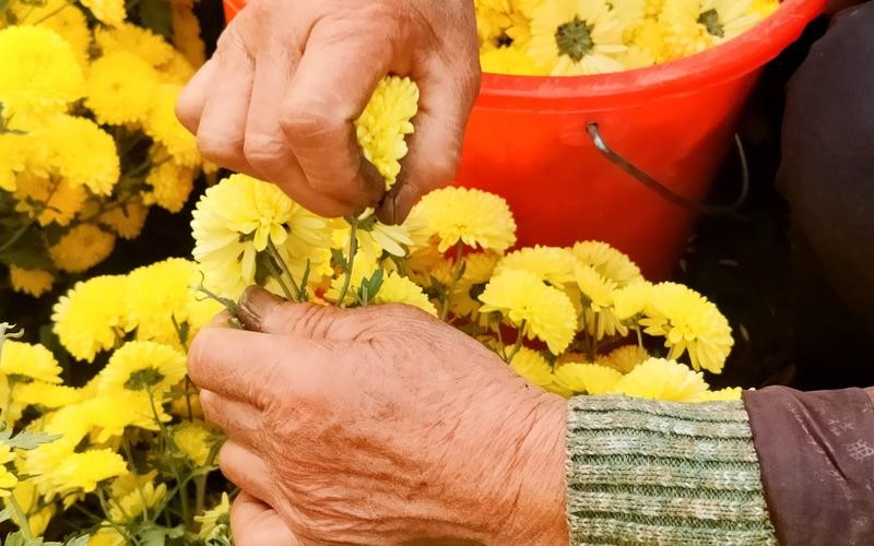 有几种人不适合喝菊花茶,什么人不适宜喝菊花茶