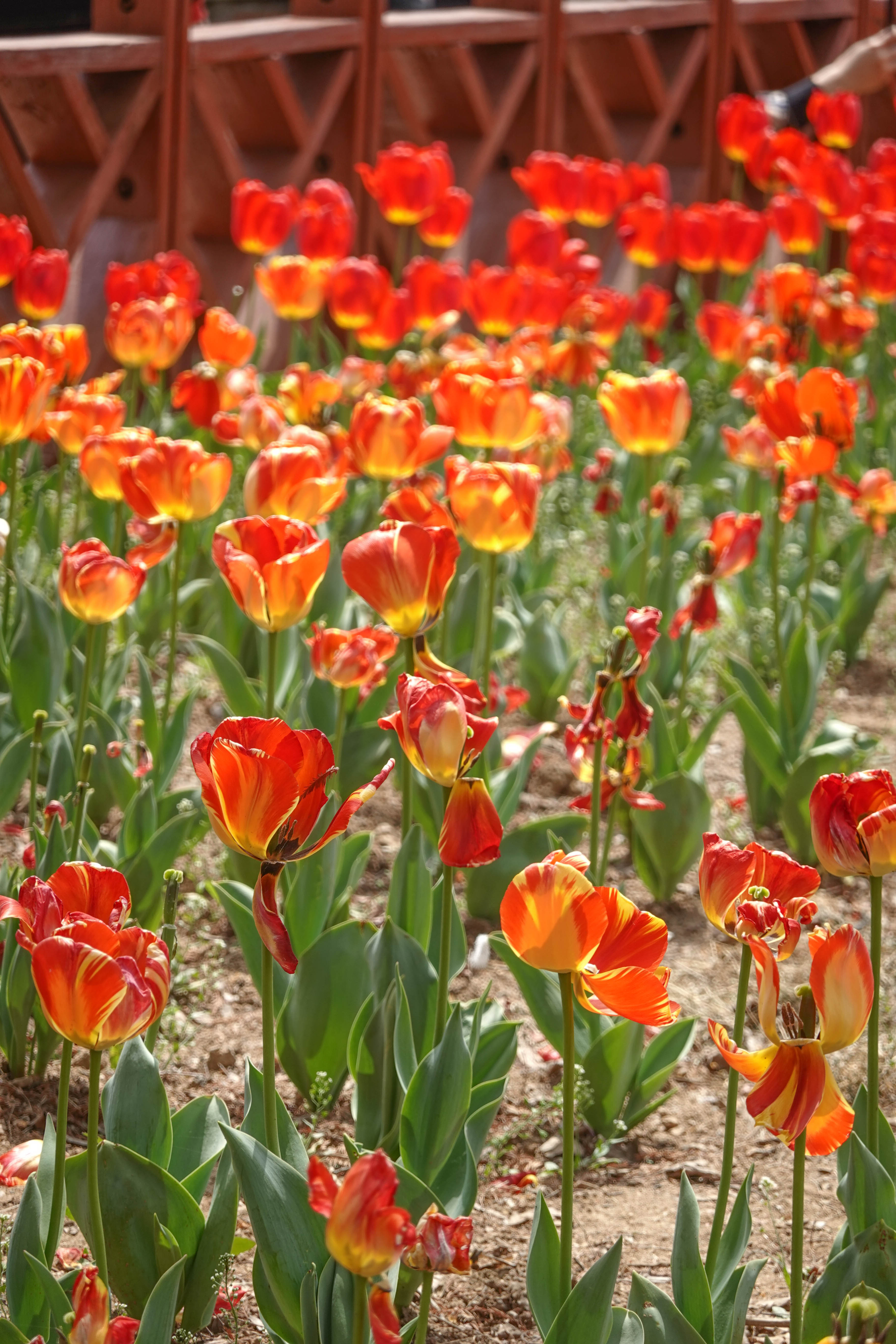 青岛中山公园赏花,青岛中山公园郁金香花海唯美浪漫