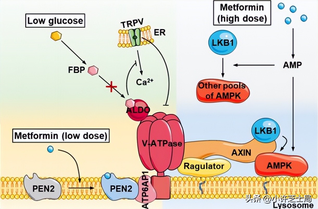 戊唑醇与磷酸二氢钾混用控旺吗,戊唑醇与磷酸二氢钾一起用吗