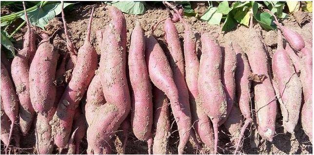 正宗的红薯粉条一般要多少钱一斤,真正的红薯粉条大概在多少钱一斤