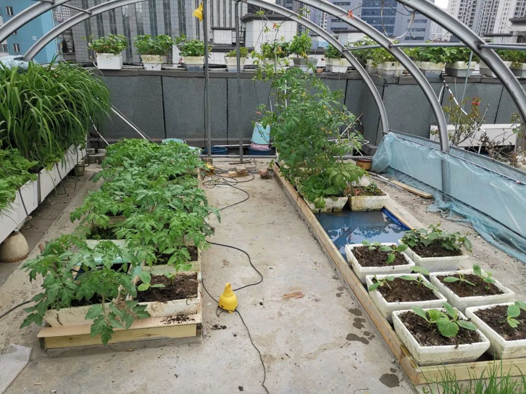 西红柿最近新消息,西红柿皮特别硬咋回事