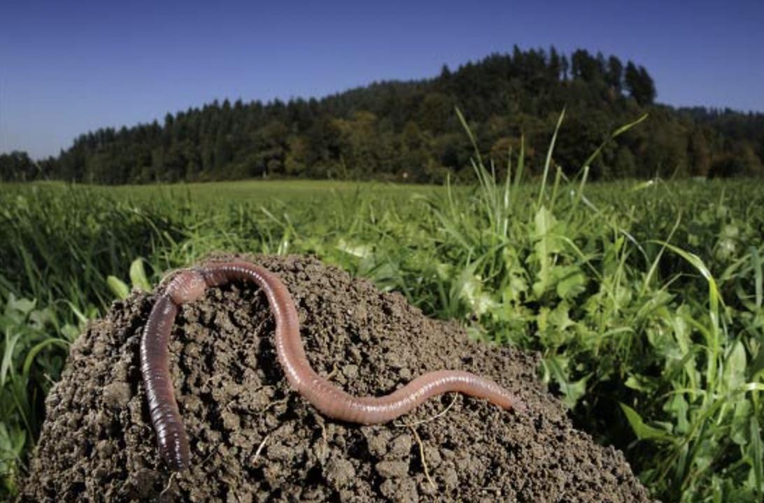 蚯蚓养殖过程及注意事项,蚯蚓养殖需要技术吗