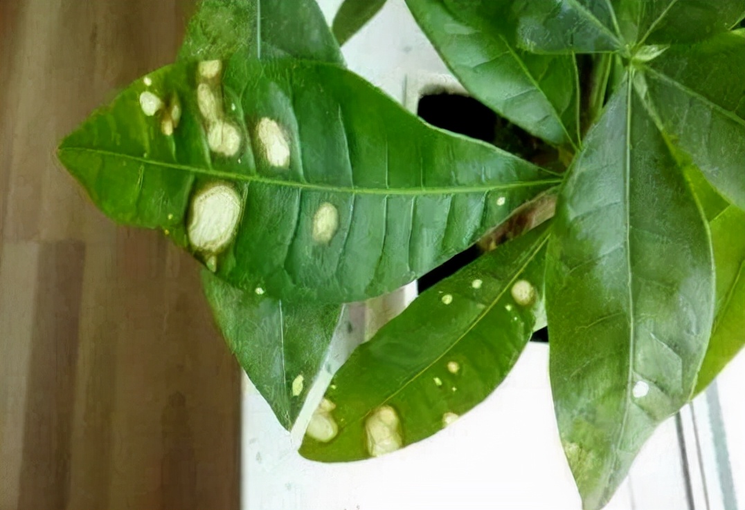 发财树叶子生病虫害打什么药,发财树有病虫害怎么处理