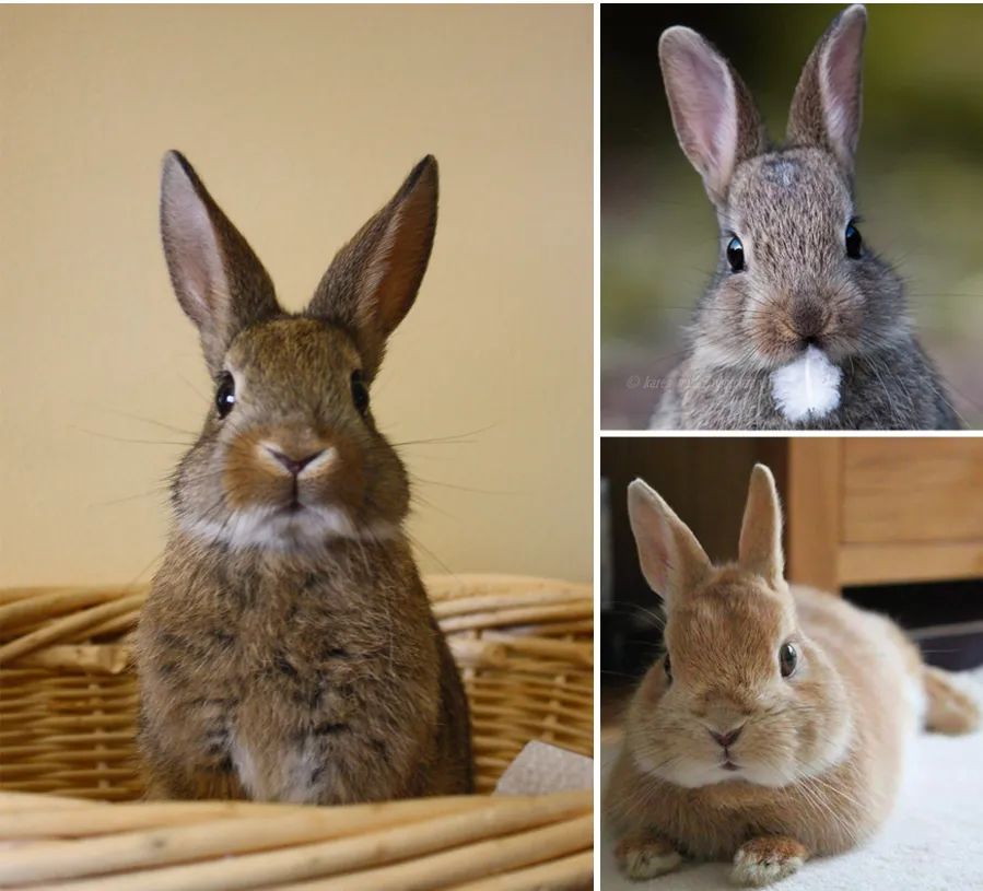 儿童画卡通小动物的步骤,儿童画创意兔子教案