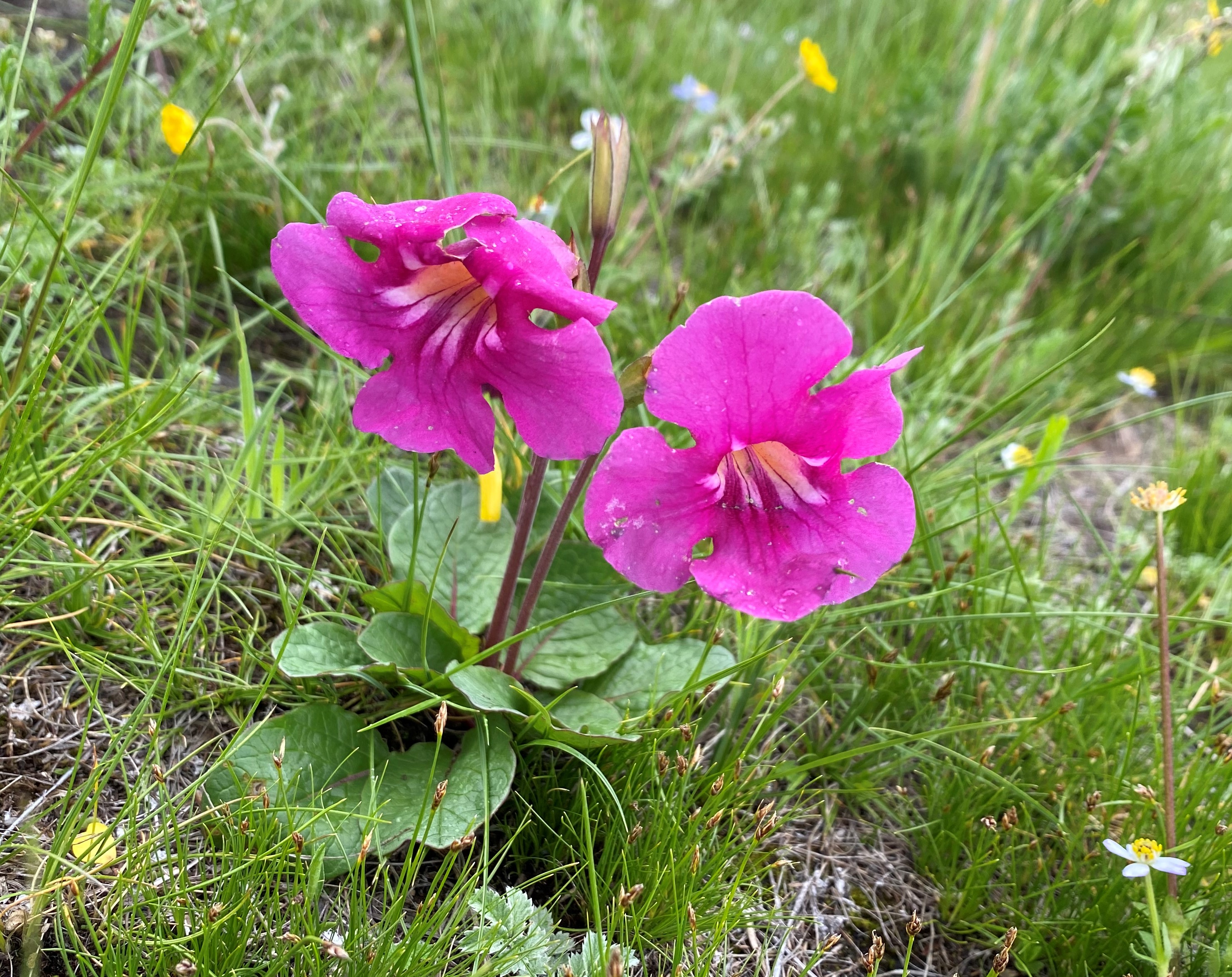 理塘格聂神山怎么走,理塘格聂神山故事