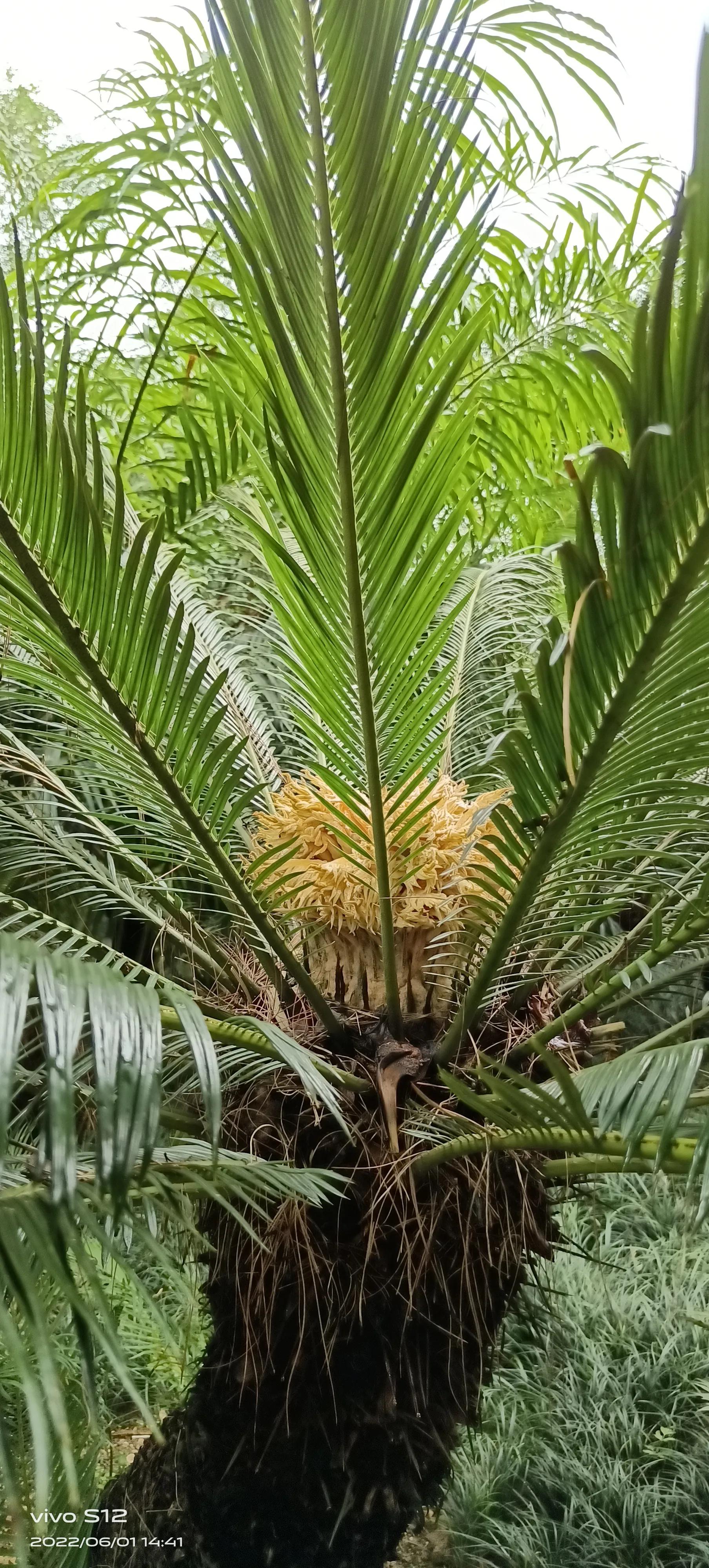 千年铁树开花完整版,千年铁树开花打一小说名