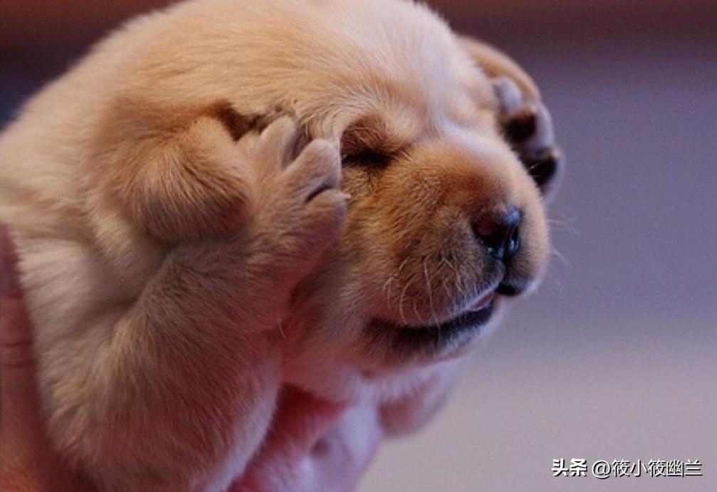 狗狗最常见十种疾病图,狗狗十大可怕事件