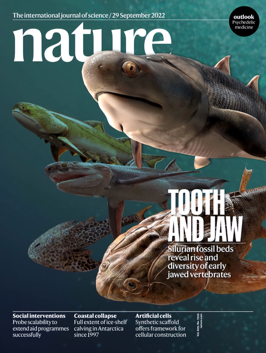 从“人类的祖先是鱼”得出的健康饮食启示