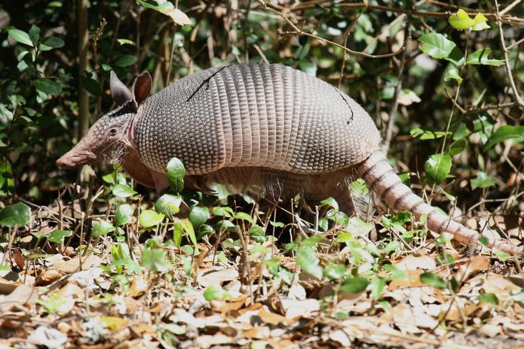 犰狳巴西,犰狳是巴西的国宝吗