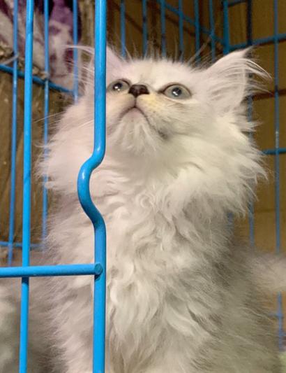 猫瘟最有效的治疗办法,猫咪得了猫瘟在家怎么治疗