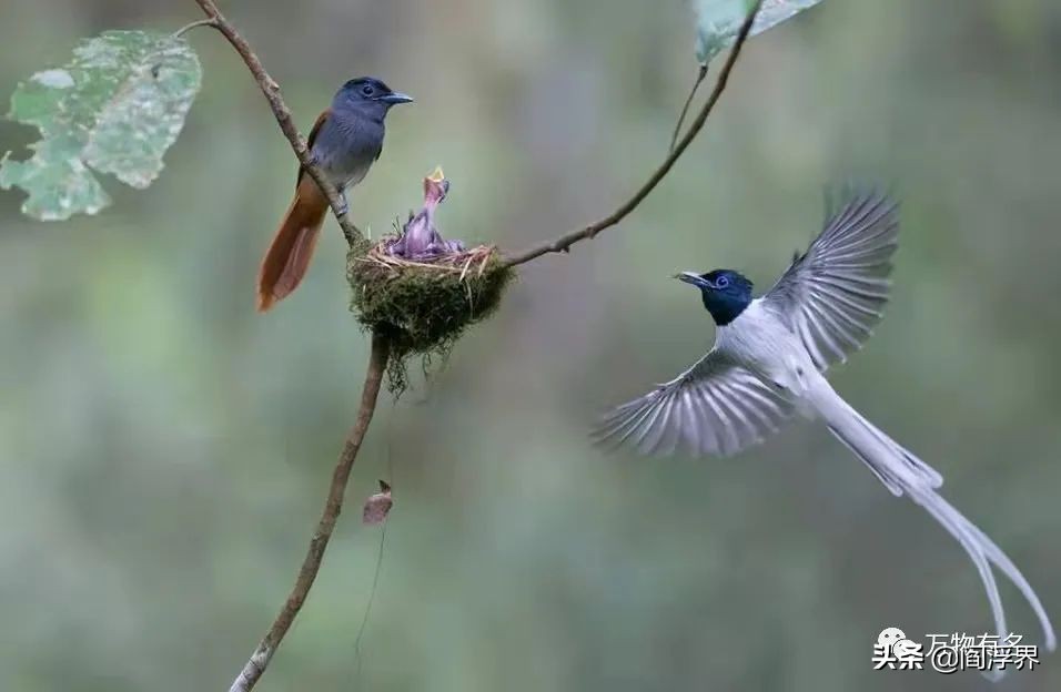 古籍中的禽鸟｜鸟中“梁祝”—寿带鸟（文末含视频）