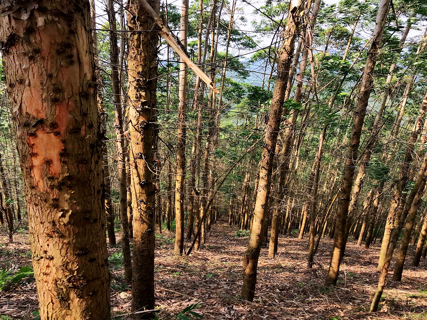广西漫山遍野的桉树,桉树底下不长草其实是有原因