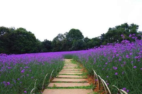 踏春赏花成都这些地方值得去看看,清明踏青成都一天来回的景点