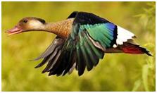 鸟类在分类学中统称为什么,鸟纲分类总表