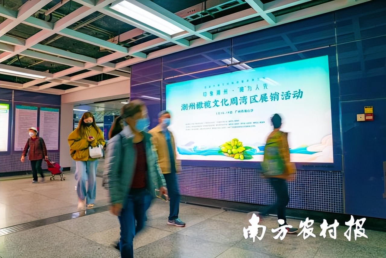 潮州金山橄榄,老树橄榄和潮州橄榄