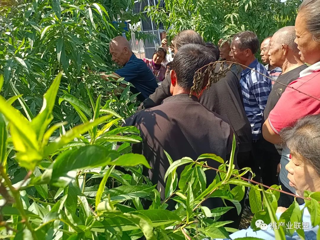 怎么鉴别真假羊粪,如何鉴别真假羊粪