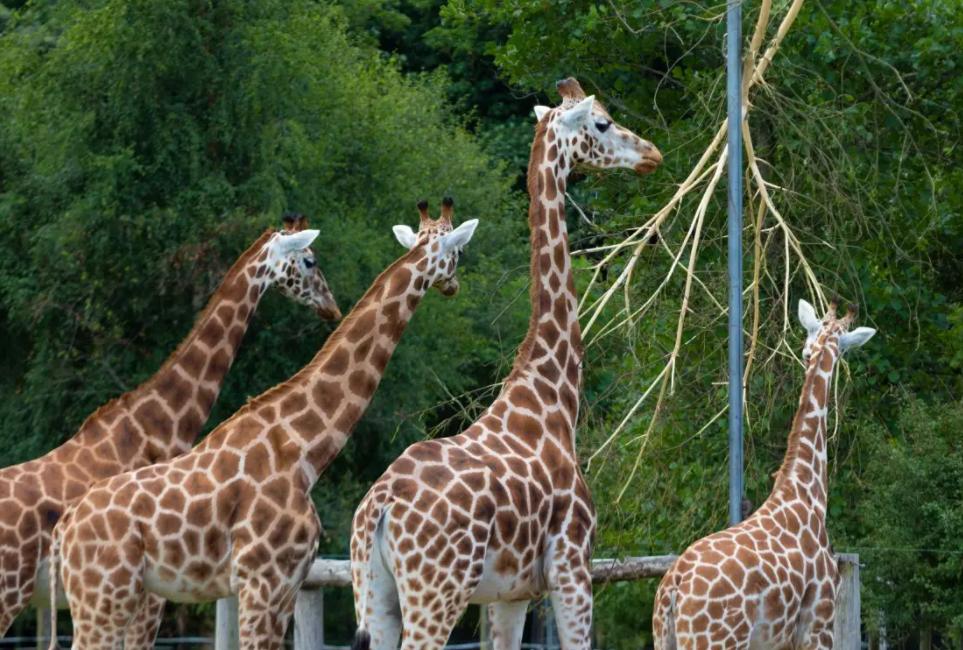 中国最大无人动物园,中国十大动物园红山动物园