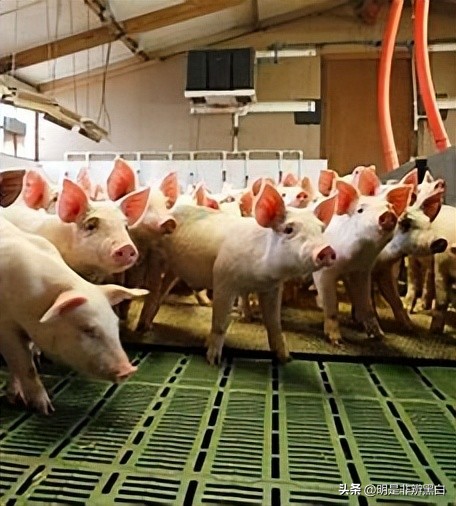 95后养猪两年20万,90后白手起家养猪