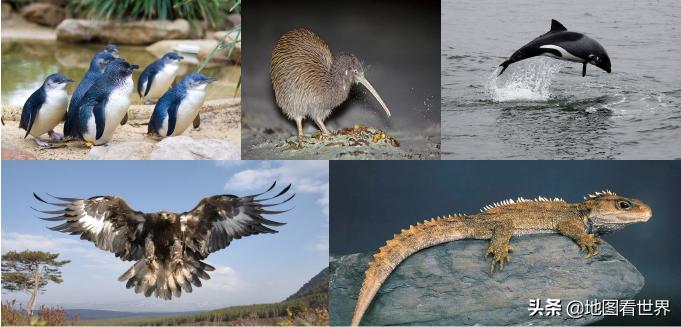 新西兰国家基本常识,关于新西兰的五十个真相