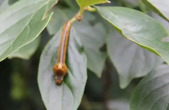 男孩喝生水取出蚂蟥,云南5岁男孩取出蚂蝗