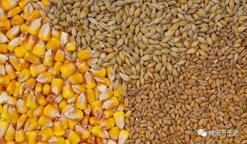 每天了解一个国家视频,每天了解一个国家巴勒斯坦