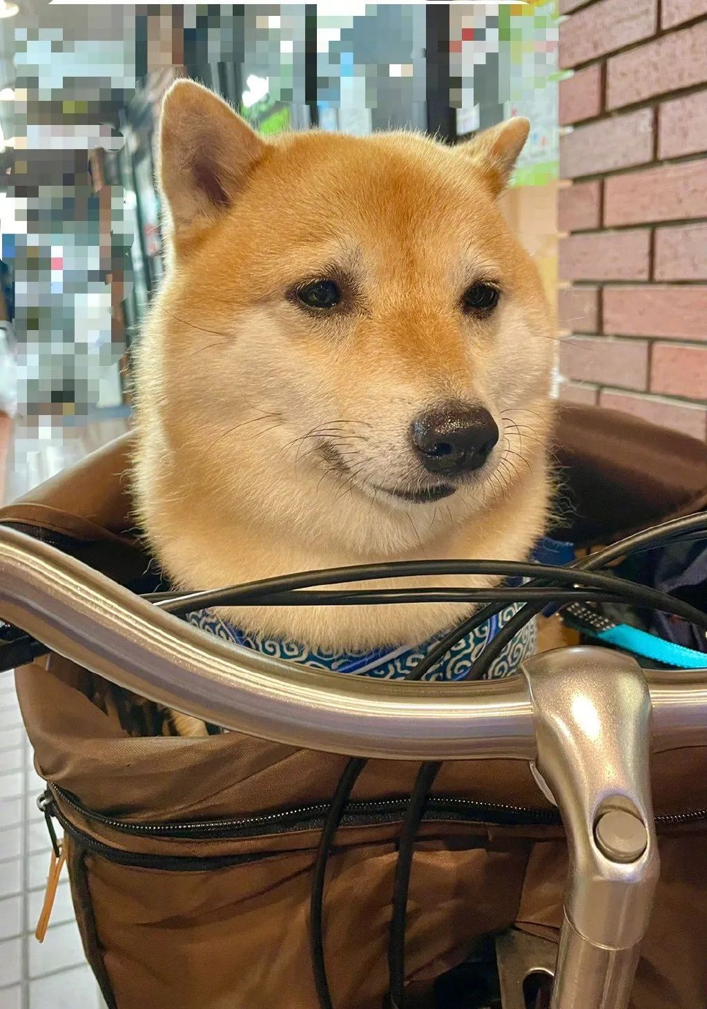 带可爱白狗出门路人反应,带小白狗上班